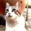 Avatar de Usuario
